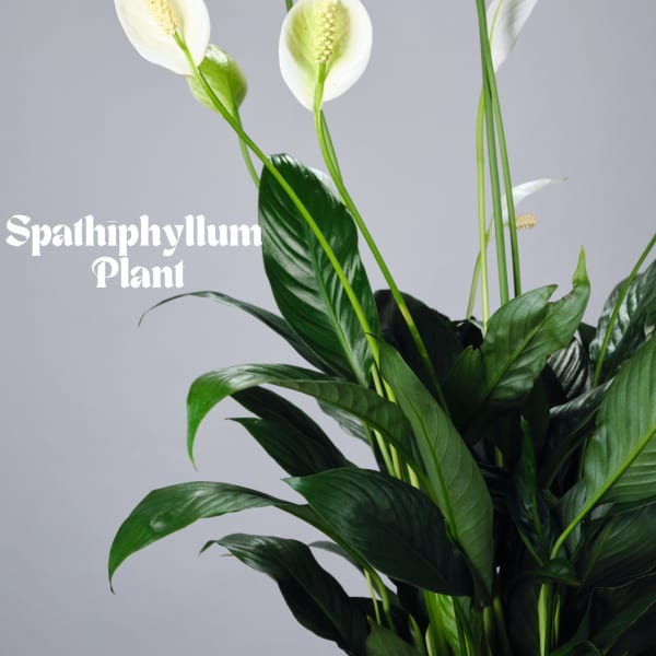 White peace lily plant with glossy dark green leaves