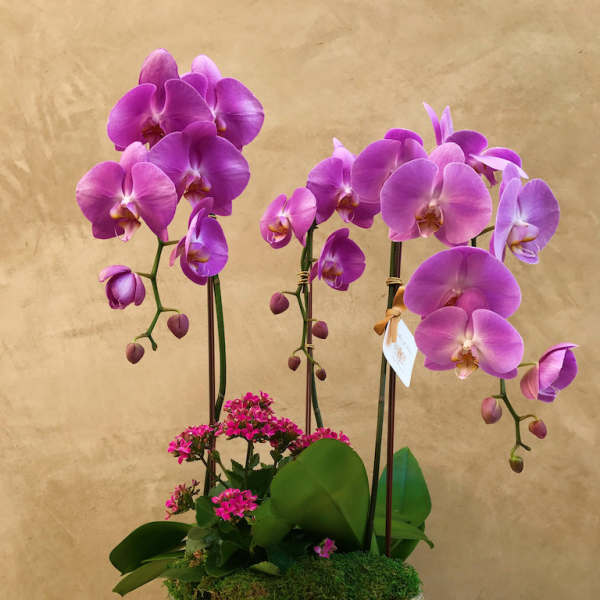 Purple orchids arranged in a woven planter with pink blooms