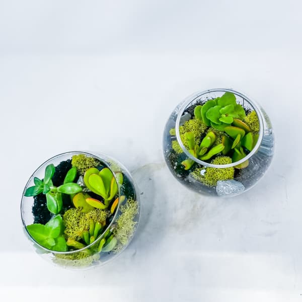Two small glass terrariums with green succulents and moss