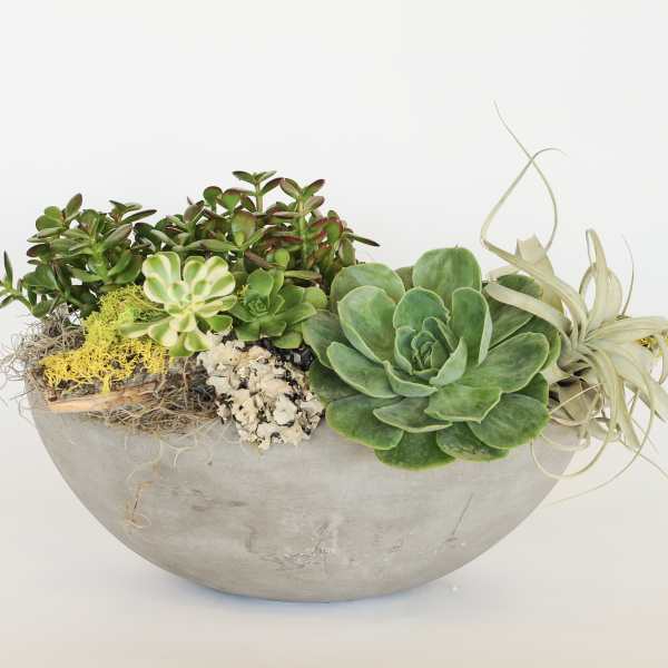 Succulent arrangement in a gray bowl planter