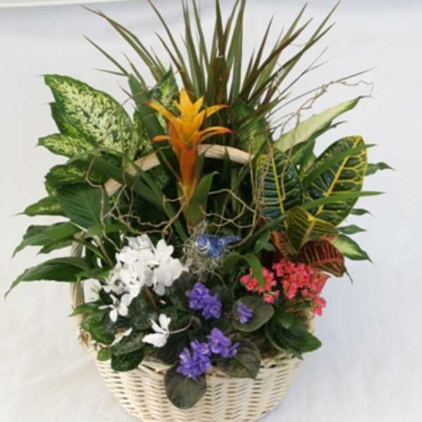 Tropical plant basket with white, purple, and pink blooms