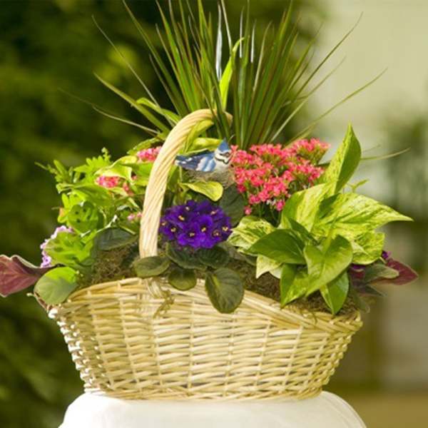 Mixed potted plants and flowers in a wicker basket