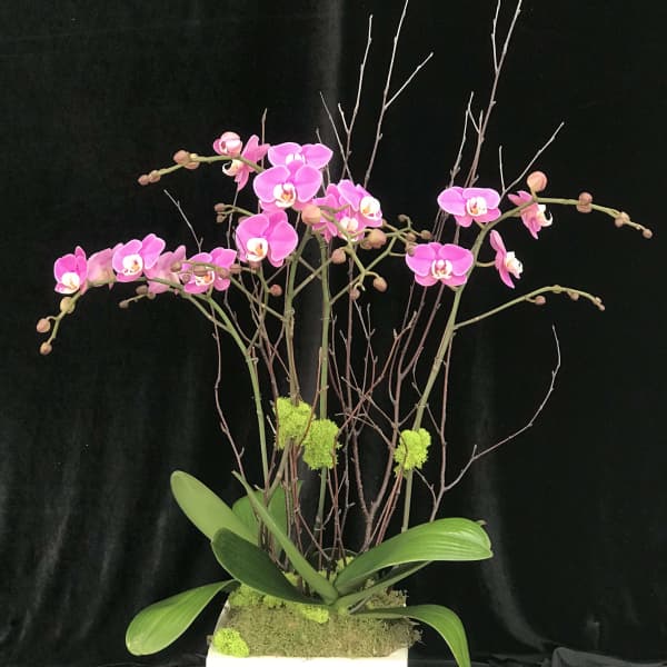 Pink orchids arranged in a white square planter with branches