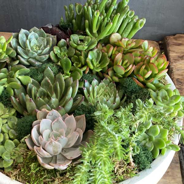 A shallow bowl filled with assorted succulents in green and pink tones