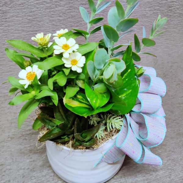White daisy-like flowers in a white pot with a pastel ribbon bow