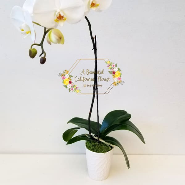 White orchid plant in a white pot