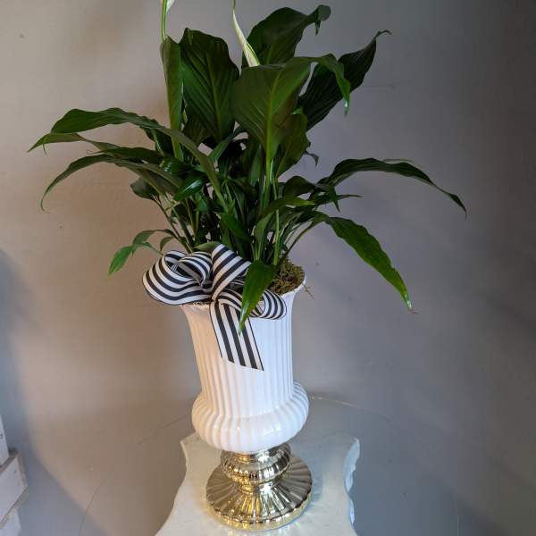 Tall peace lily plant with white blooms in a white and gold pedestal vase with a striped bow.