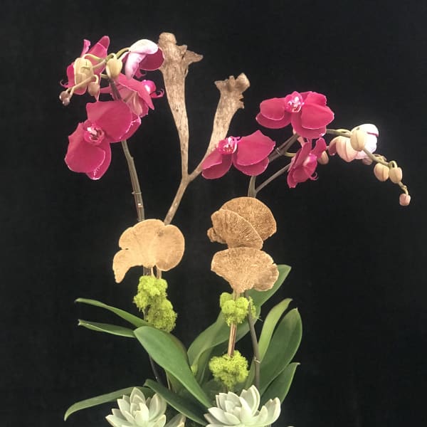Potted orchid arrangement with pink blooms and pale succulents