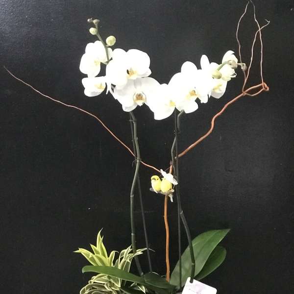 White orchid arrangement in a gray planter with a small bird decoration