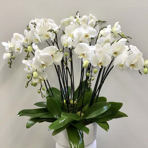 White orchids arranged in a white pot with broad green leaves