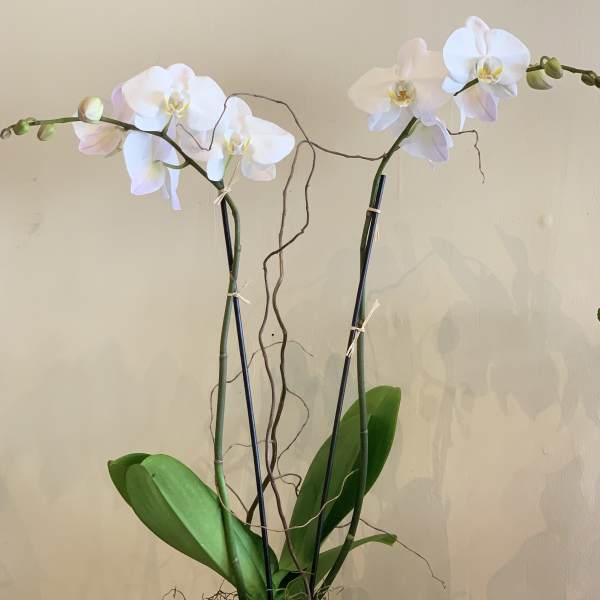 Potted white orchid plant with two tall flowering stems