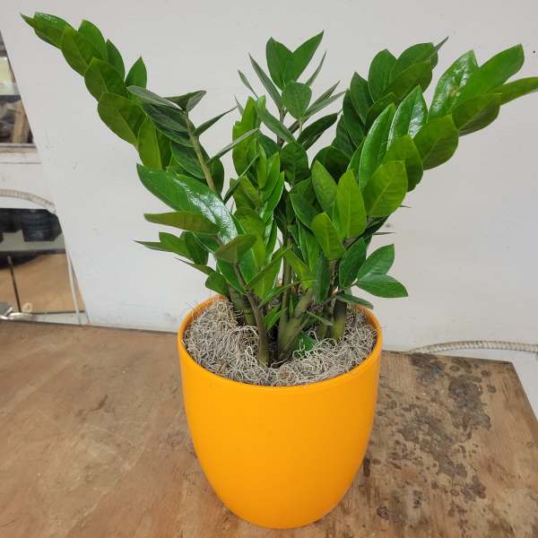 Potted green plant with glossy leaves in an orange container