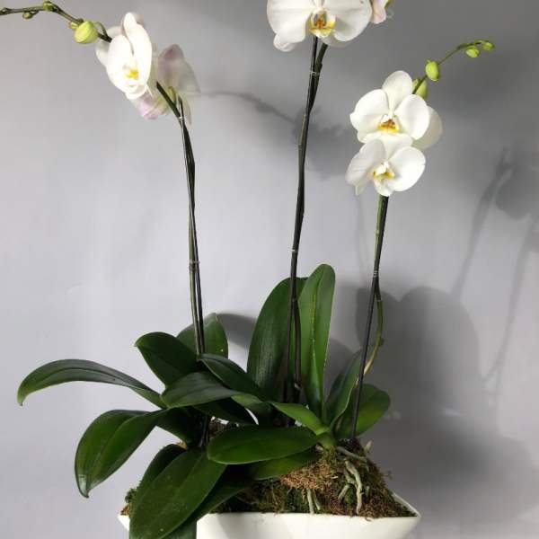 Triple Stemmed Potted Orchid Plant in White Vase