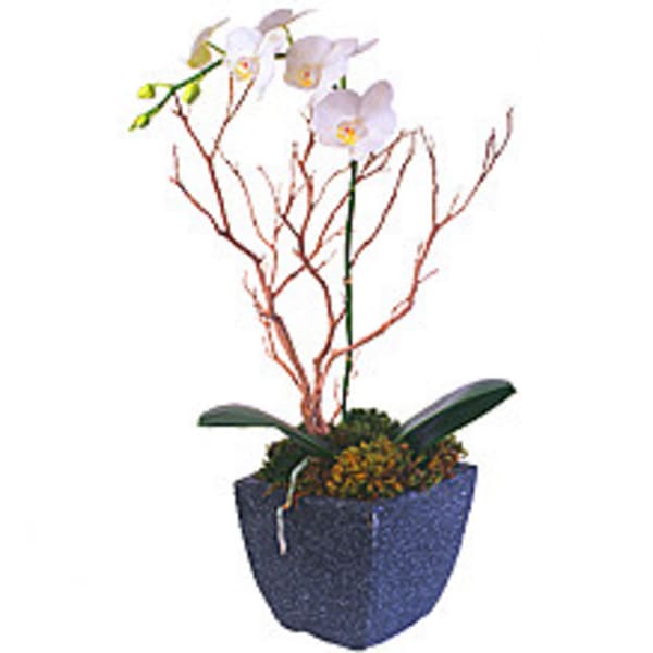 Potted orchid arrangement with pale blooms in a blue container