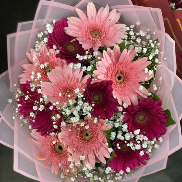 Pink and magenta gerbera daisy bouquet with baby's breath in pink wrap