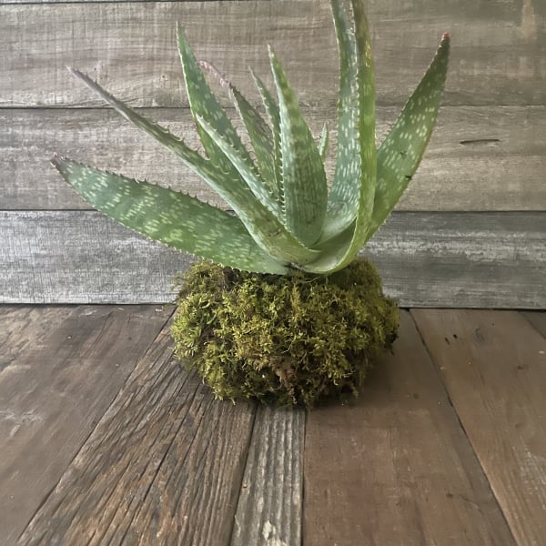 Potted aloe succulent in a moss-covered base