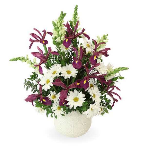 White daisies and purple iris in a white vase