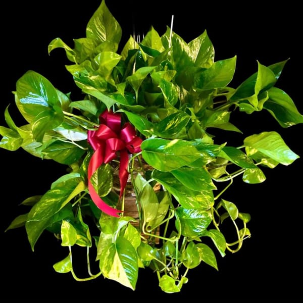 Potted pothos plant with a red ribbon bow