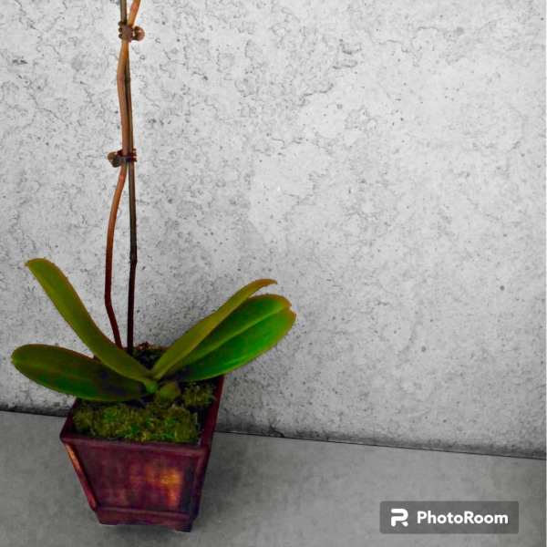 Potted white orchid with broad green leaves in a square planter