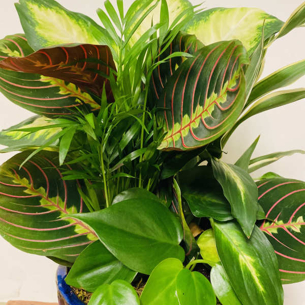 Potted tropical houseplant with variegated and striped leaves