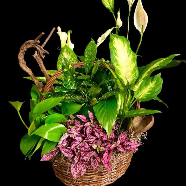 Basket planter with white peace lilies and assorted green and pink foliage