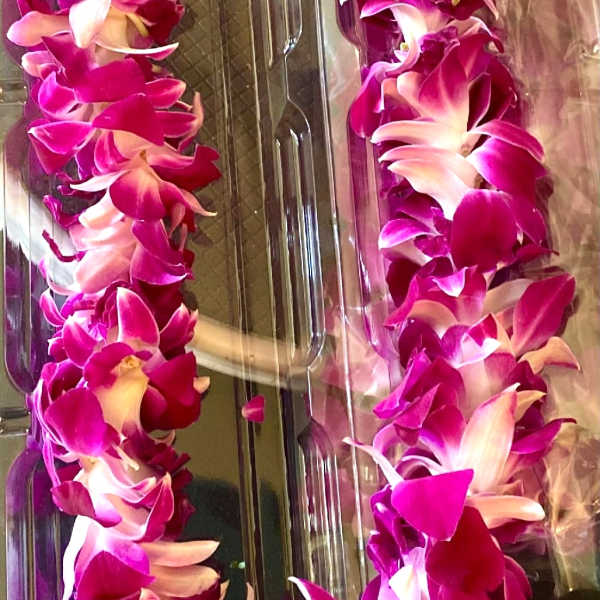 Magenta and white orchid lei in clear plastic packaging
