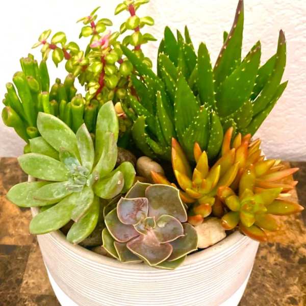 Succulent arrangement in a white ribbed pot