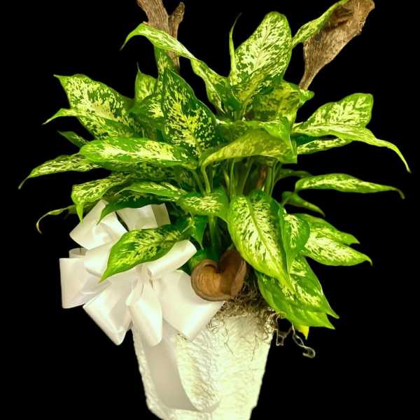 Potted green variegated plant with a white bow