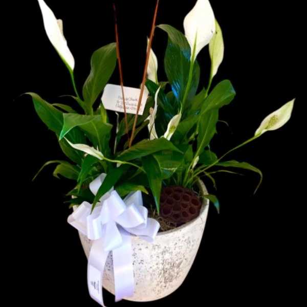 Potted peace lilies with white blooms and a white ribbon
