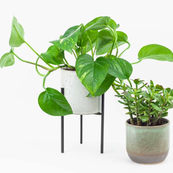 Two potted houseplants, one on a stand and one in a ceramic pot
