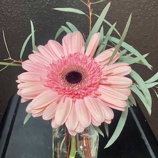 Pink gerbera daisy in a clear glass vase with airy greenery