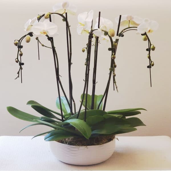 White orchid plant in a shallow white pot