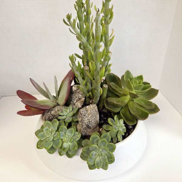 Succulent arrangement in a white bowl planter with rocks