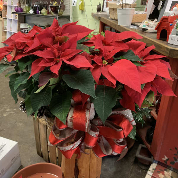 Red poinsettia plant with a large decorative ribbon