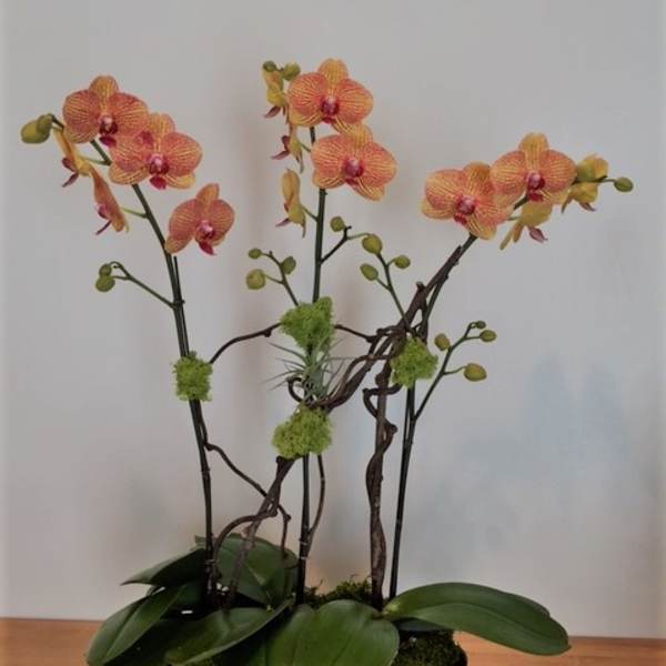 Potted orchid arrangement with orange blooms in a black bowl container