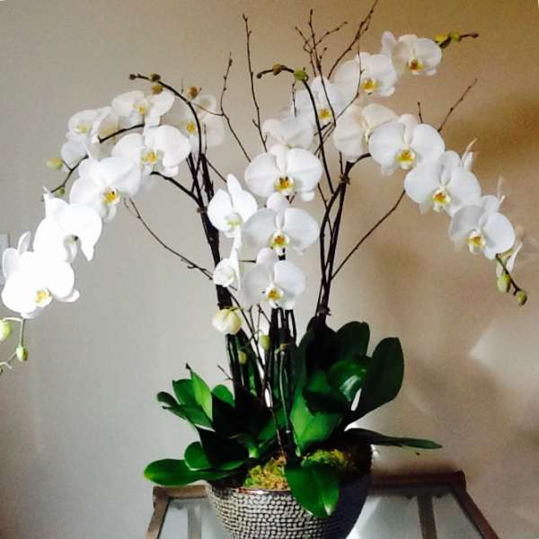 White orchid arrangement in a decorative pot with dark branches