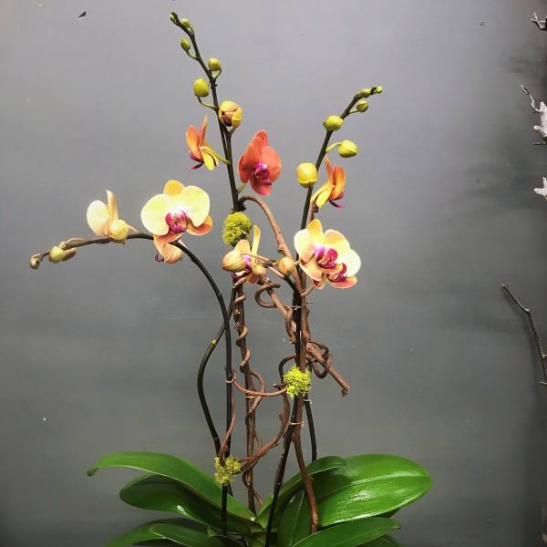 Potted orchid arrangement with yellow and orange blooms in a gold container