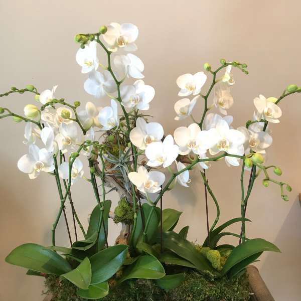 White orchid arrangement in a rectangular planter
