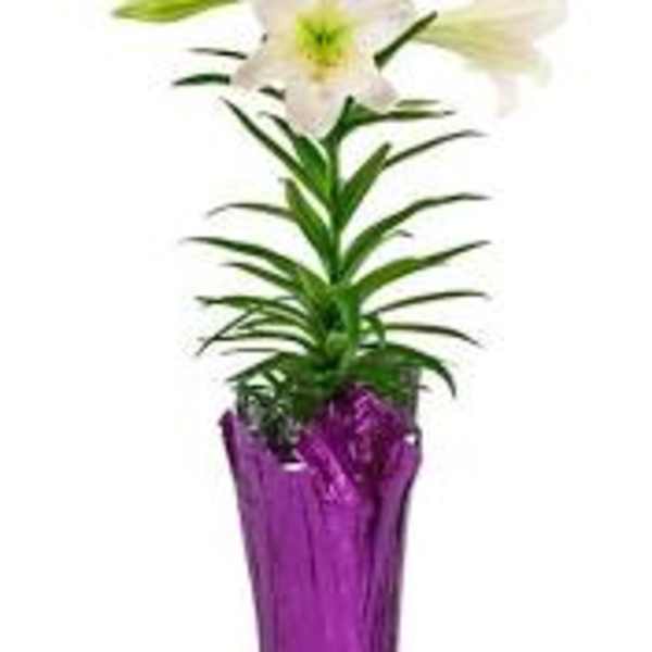 Easter Lily