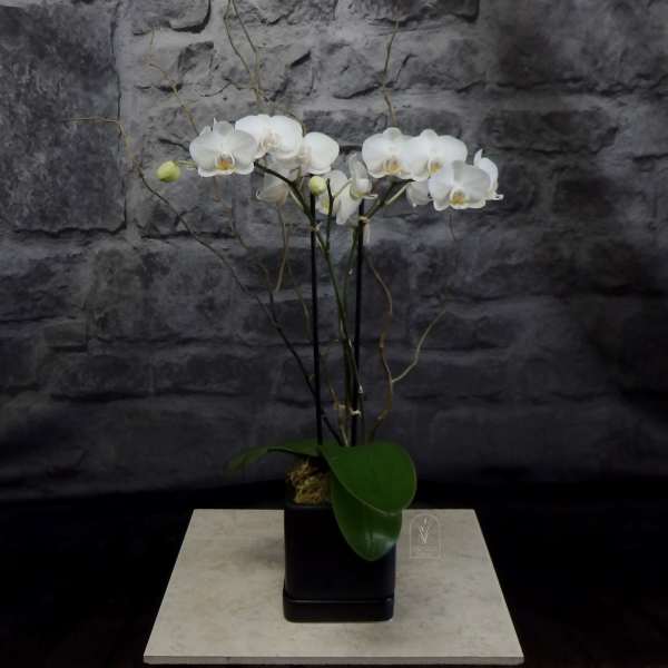 White orchid plant in a black square pot