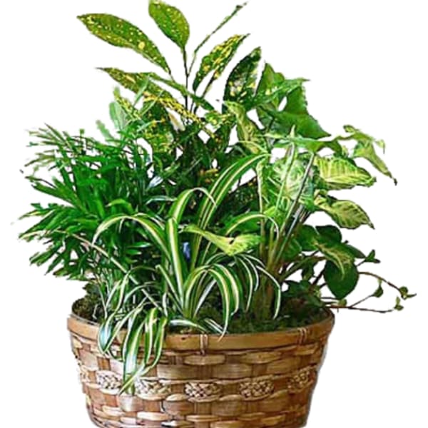Potted houseplant arrangement in a woven basket planter