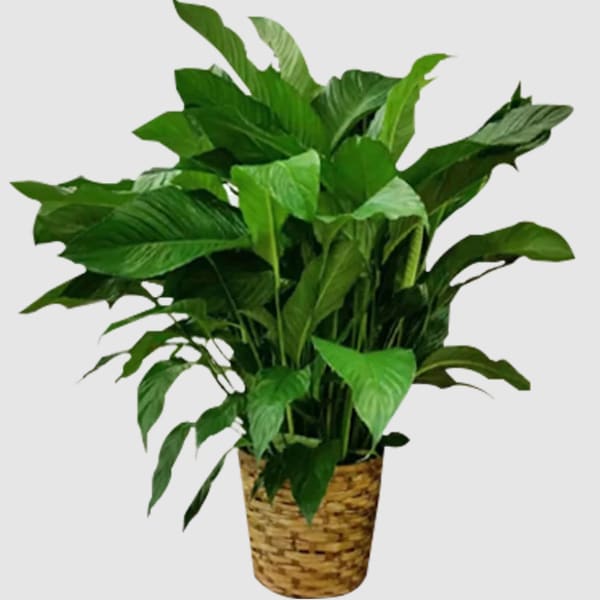 Potted green houseplant in a woven basket planter