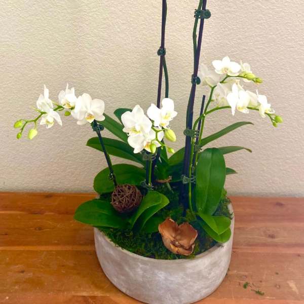White orchids arranged in a round planter with green leaves