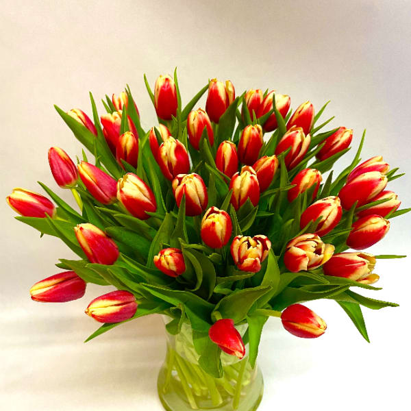 Red and yellow tulips arranged in a clear glass vase