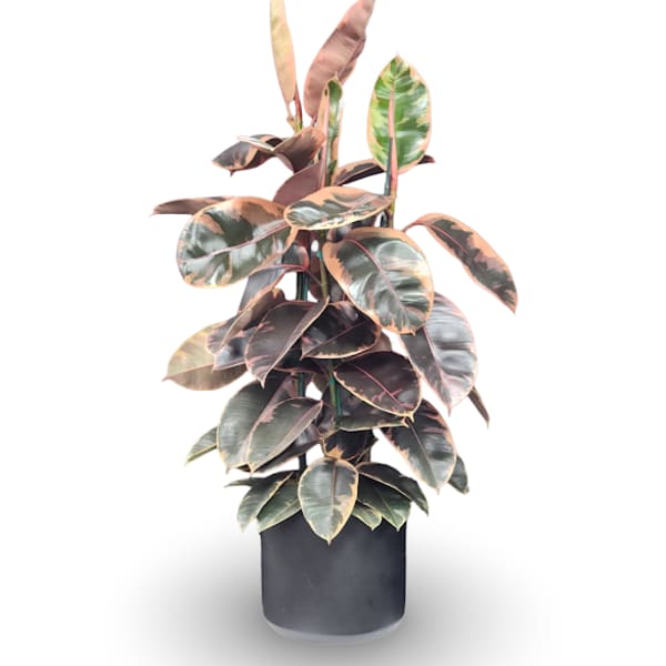 Potted rubber plant with variegated green, pink, and cream leaves