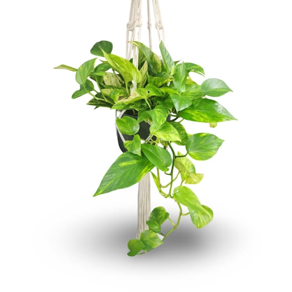 Hanging potted plant with trailing green leaves in a macrame hanger