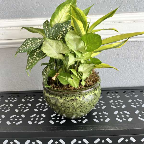 Potted mixed green houseplants in a ceramic bowl