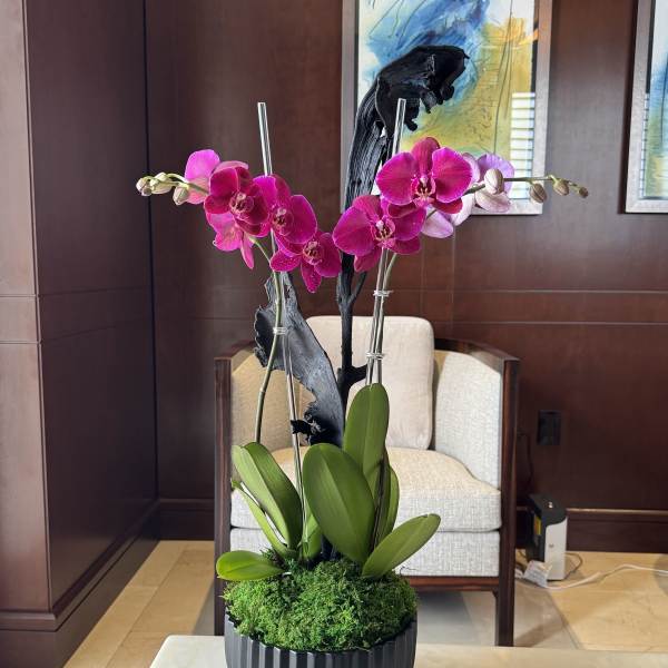 Potted orchid arrangement with magenta blooms in a black container