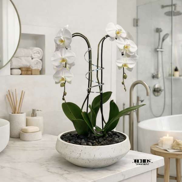 White Phalaenopsis Orchid – Luxury Home Accent