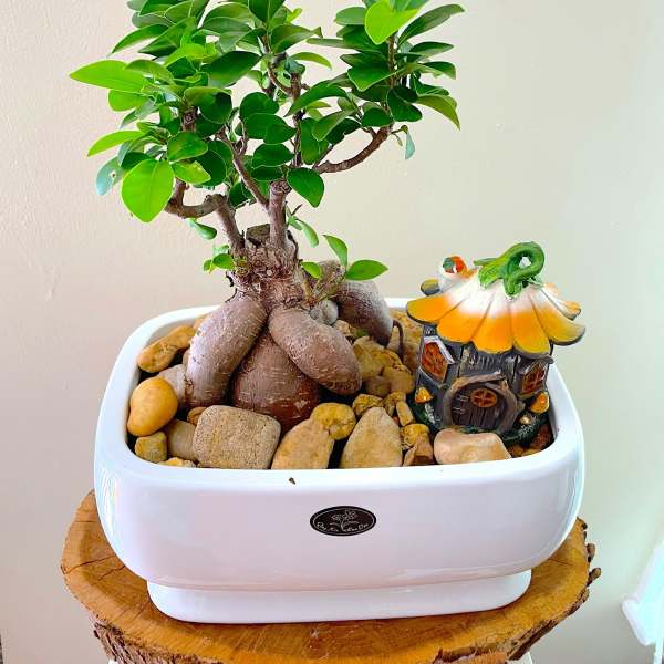 Potted bonsai-style plant with thick trunk and green leaves in a white dish with stones and a tiny house figurine.